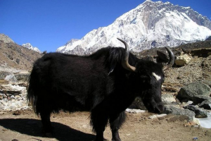 Mongolski bik ili divlji jak Mongolski bik ili divlji jak